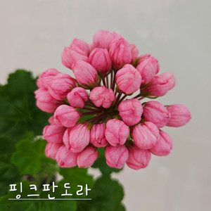 핑크판도라 제라늄(8번) 이미지