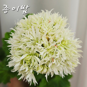 j종이밥 제라늄(0번) 이미지