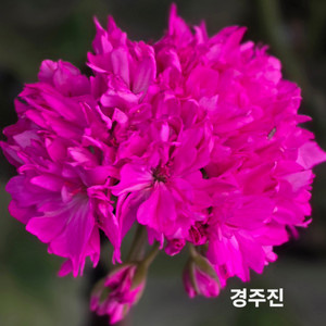 경주진, 스텔라 제라늄 4종 이미지