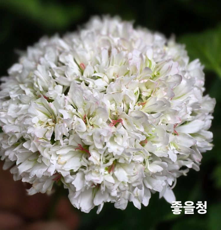 경주진, 스텔라 제라늄 4종 이미지