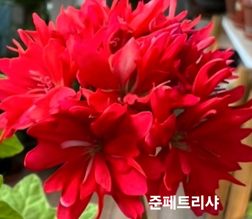경주진, 스텔라 제라늄 4종 이미지