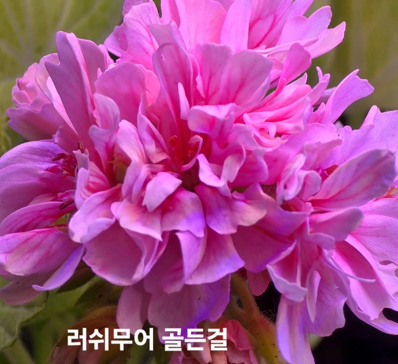 경주진, 스텔라 제라늄 4종 이미지