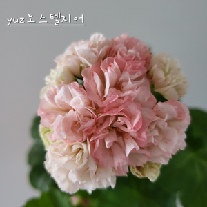 yuz노스텔지어 제라늄 이미지