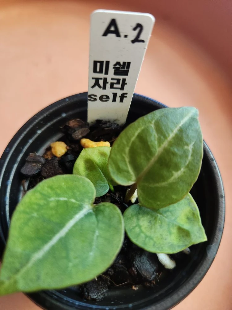 안스리움 미쉘자라*self 이미지