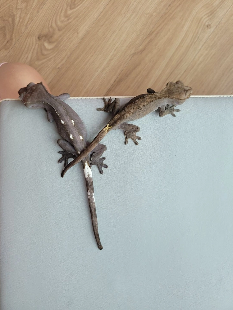 차콜아잔틱 게코도마뱀 이미지