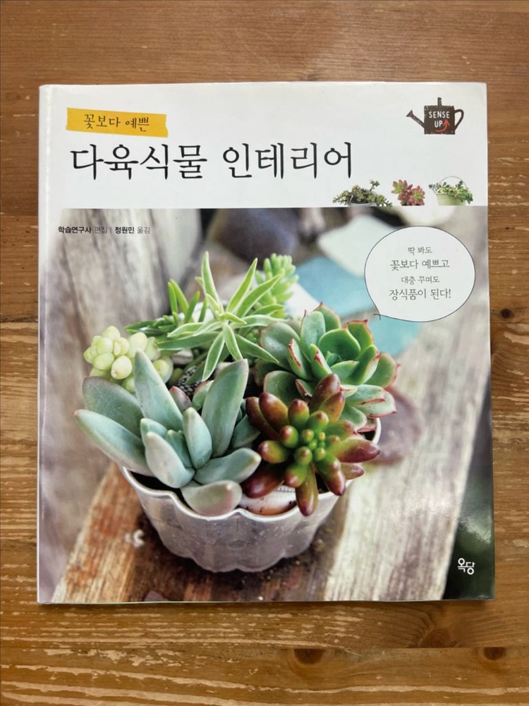 꽃보다 예쁜 다육식물 인테리어 이미지