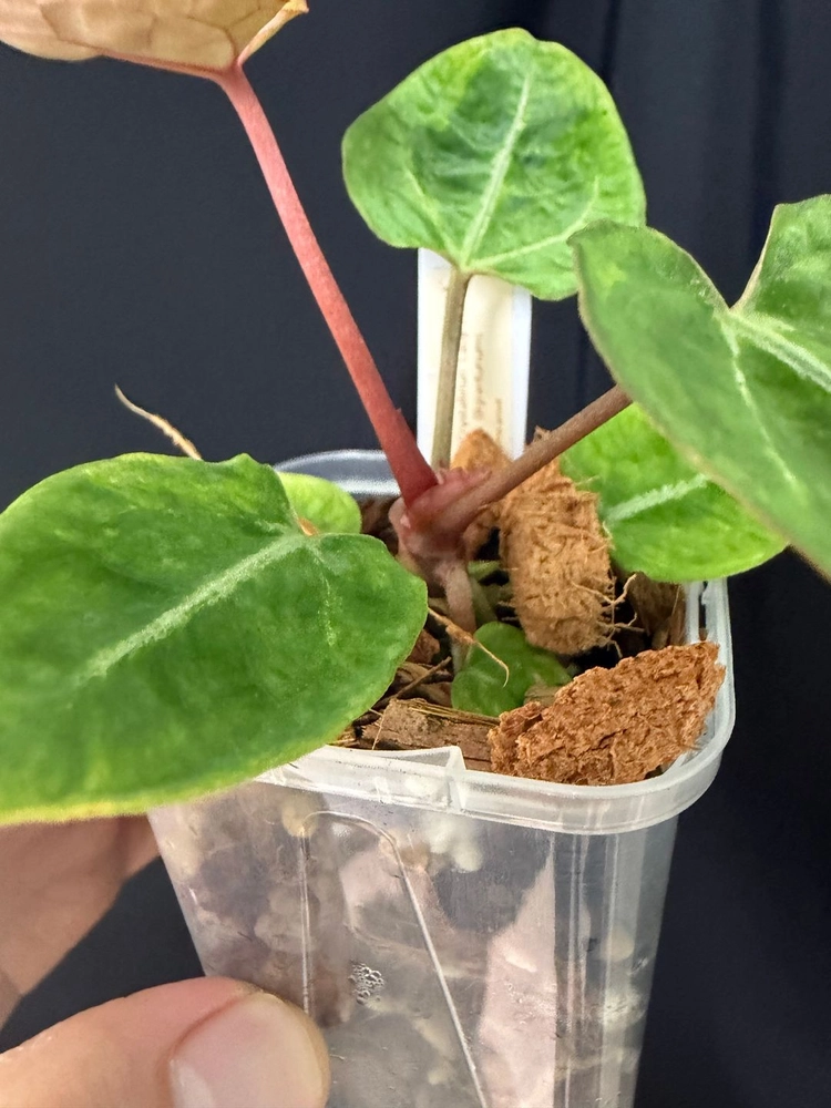[2] 안스리움 Red Crystallinum Mohawk x Labyrinth 이미지
