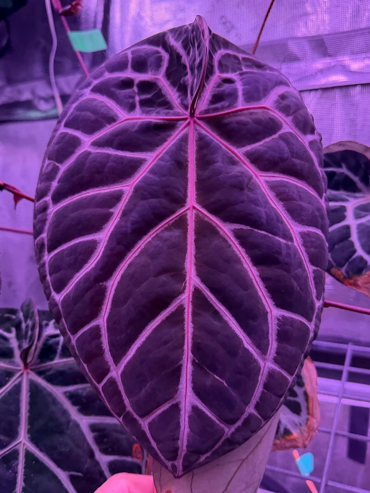 [2] 안스리움 Red Crystallinum Mohawk x Labyrinth 이미지