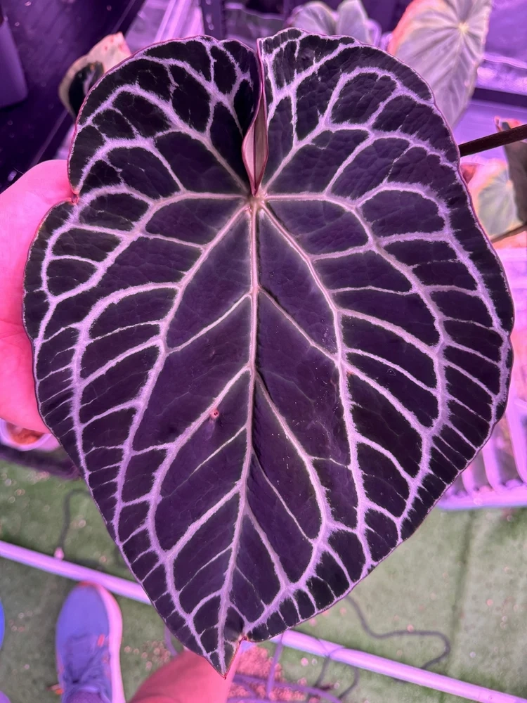 [2] 안스리움 Red Crystallinum Mohawk x Labyrinth 이미지