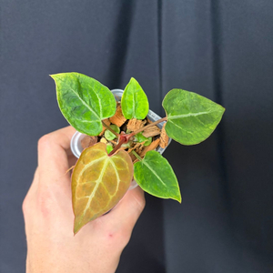 [2] 안스리움 Red Crystallinum Mohawk x Labyrinth 이미지