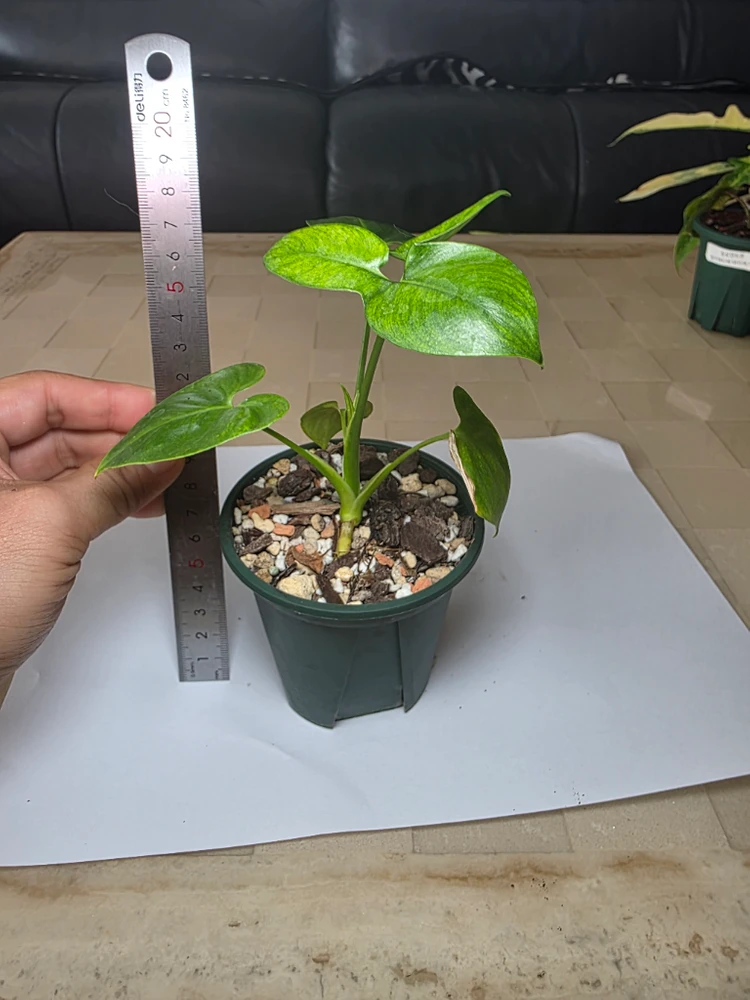 고엘디민트 이미지