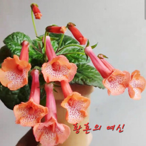 미니신닌기아 황혼의여신 이미지