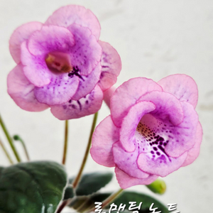 미니신닌기아 로맨틱노트 이미지
