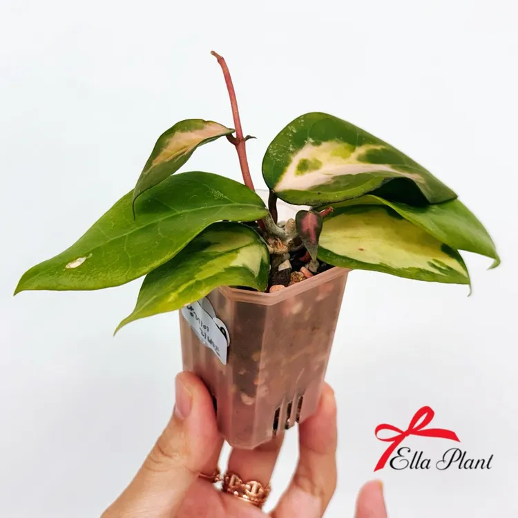 호야 팡레이리버스 이미지