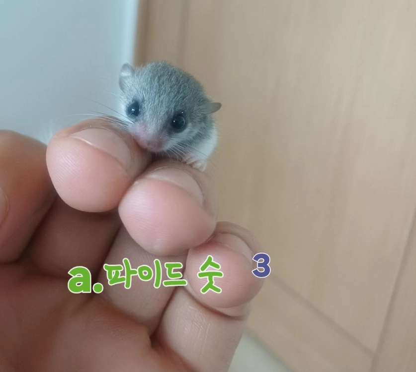전북 전주 피그미 다람쥐 3주차 분양 이미지
