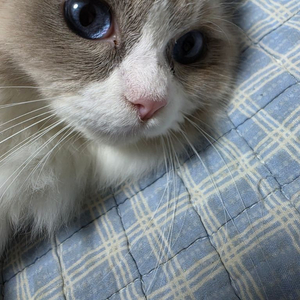 롤 RP 1:7 팝니다. 이미지