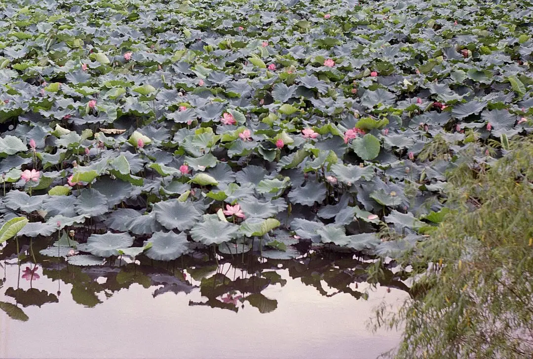 준망원렌즈 프락티카 빈티지 필름카메라 이미지