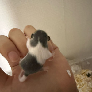 피그미다람쥐 분양 (3주차) 이미지