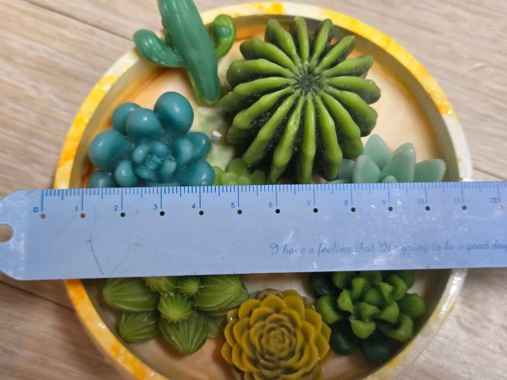 띠글따글한 다육이 캔들 데려가세요 이미지