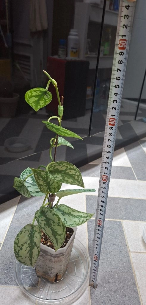 스킨답서스 실버레이디 이미지