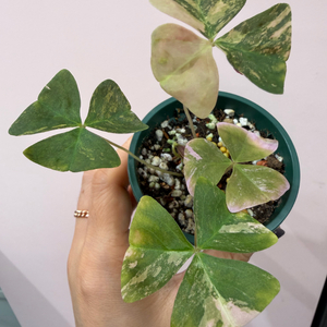 사랑초sp 이미지