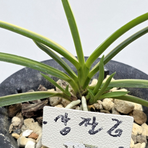 풍란 강찬금 이미지
