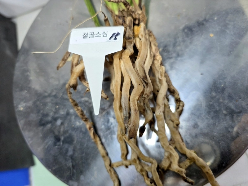 중국 추란 철골소심15 이미지