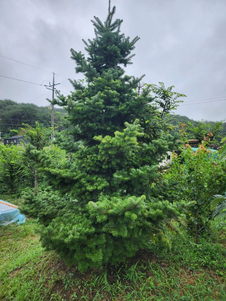 다양한 수목 사 가세요. 이미지