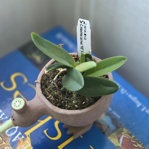 C.maxima carnea K.S x self 맥시마 카르네아 (카틀레야) 이미지