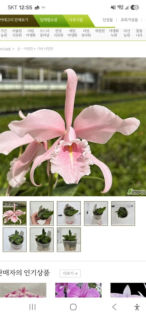 C.maxima carnea K.S x self 맥시마 카르네아 (카틀레야) 이미지