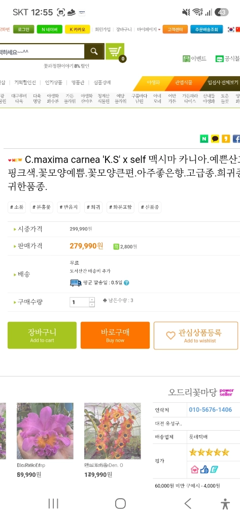 C.maxima carnea K.S x self 맥시마 카르네아 (카틀레야) 이미지