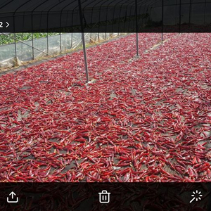 건고추 1근 600g 이미지