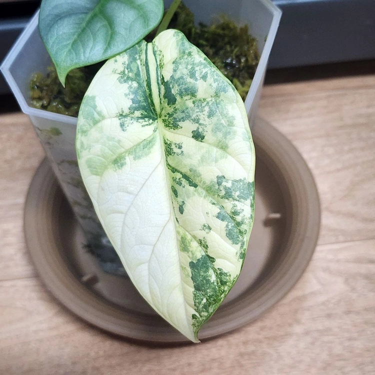 알로카시아 실버드래곤 옐로우팔아요 이미지