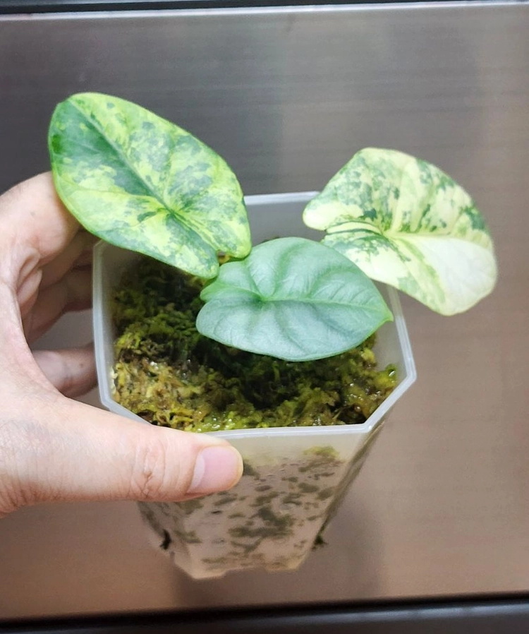 알로카시아 실버드래곤 옐로우팔아요 이미지