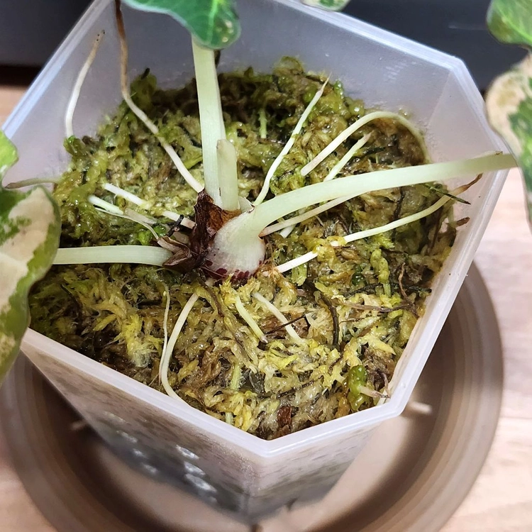알로카시아 불랙벨벳 옐로우 팔아요 이미지