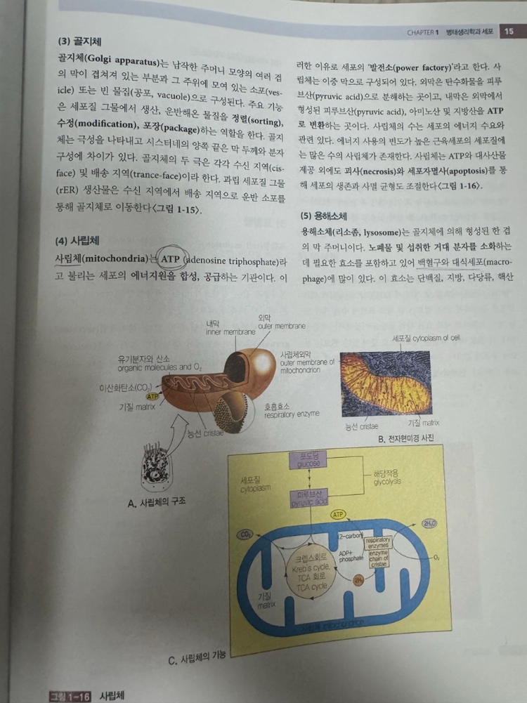 병태생리학 수문사 이미지
