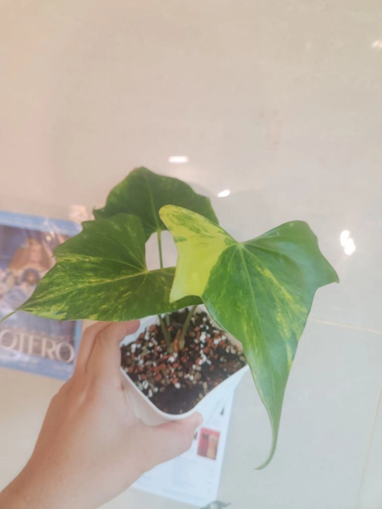 안스리움 피테로다크틸 바리에가타 이미지