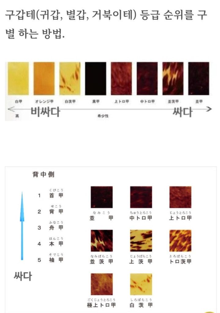 전체글필독 귀갑테] 거북이 백갑 넥타이핀 커프스 셋트 루이비통 샤넬 구찌 펜디 프라다 에르메스 디올 버버리 톰브라운 이미지