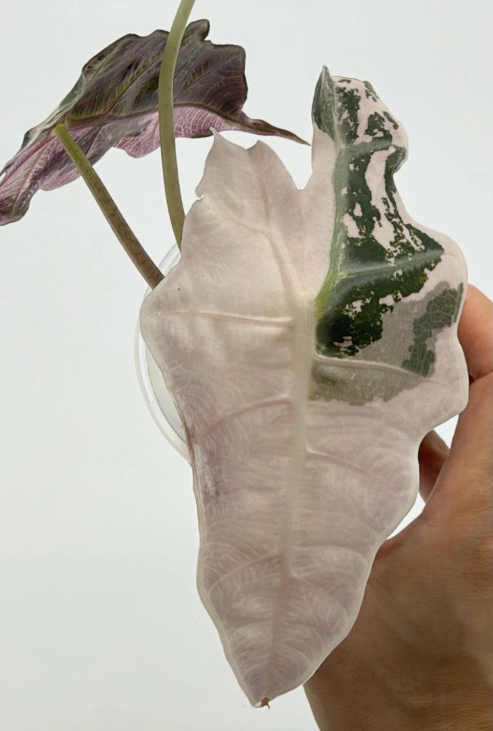 [중품급 · 핑크 고발현] 알로카시아 아마조니카 핑크 바리에가타 이미지