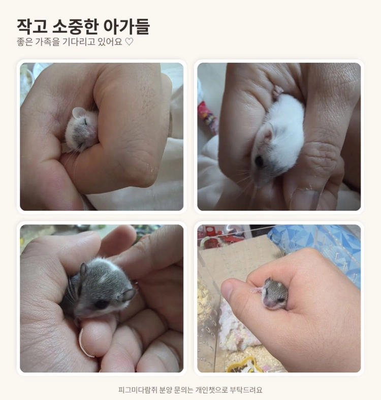피그미다람쥐 분양 이미지