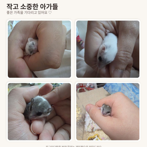 피그미다람쥐 분양 이미지