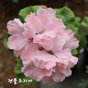 젠틀조지아 리갈제라늄 이미지