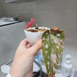 베고니아 마큘라타 바리에가타 이미지