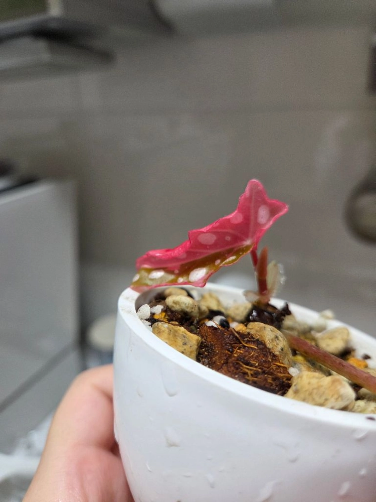 베고니아 마큘라타 바리에가타 이미지