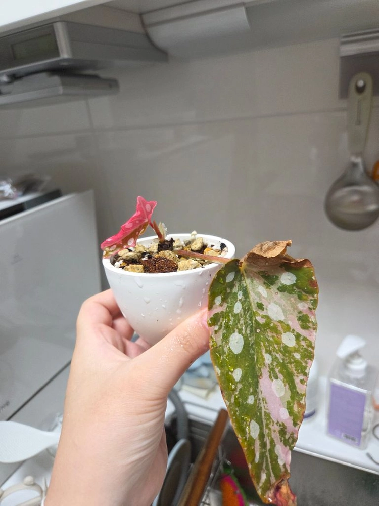 베고니아 마큘라타 바리에가타 이미지