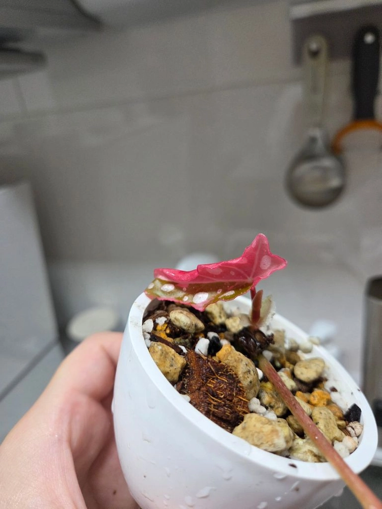 베고니아 마큘라타 바리에가타 이미지