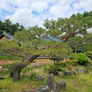 도자기 전통식물 세트 이미지