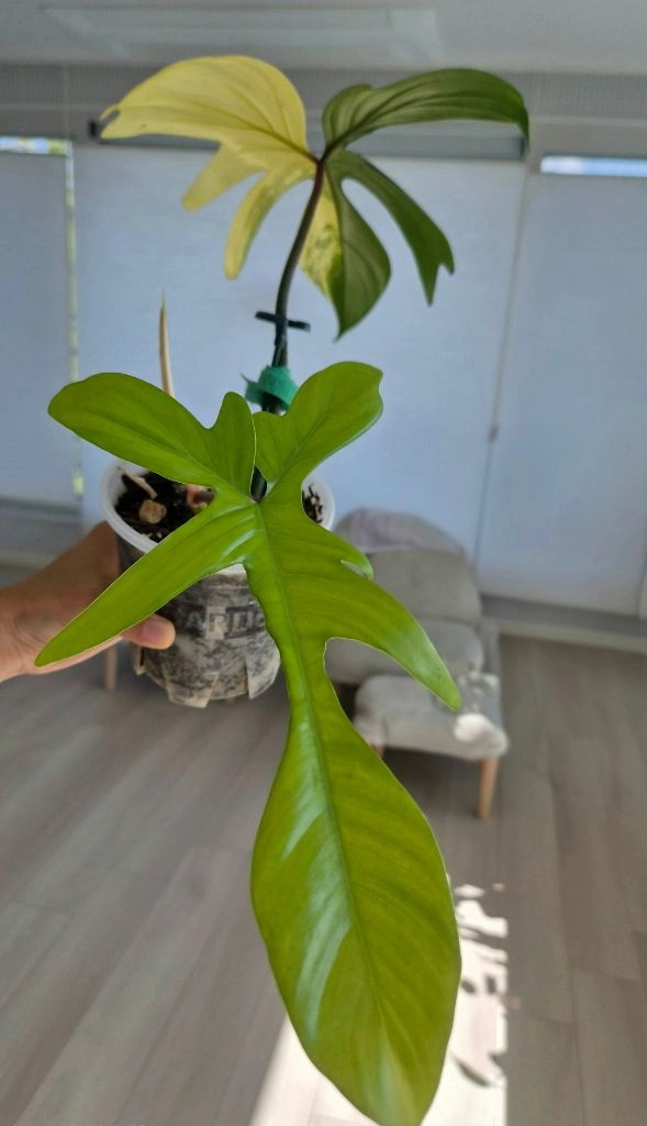 플로리다 뷰티 바리에가타_ 대품 커팅 (순화묘) 이미지