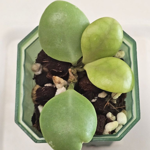 호야 sp.슐라웨시(숟가락호야) 이미지