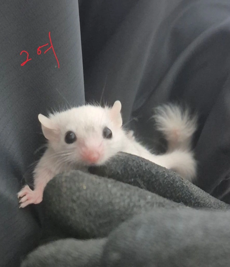 피그미 다람쥐 분양 오레오 루시 암컷 애기 이미지